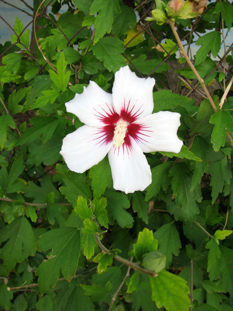 Image of Hibiscus syriacus specimen.