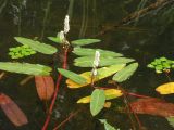 Persicaria amphibia. Цветущее растение на поверхности воды. Приморский край, Спасский р-н, с. Хвалынка. 25.07.2005.