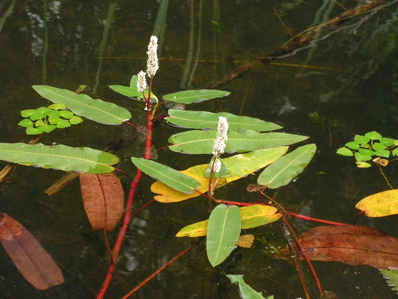 Изображение особи Persicaria amphibia.