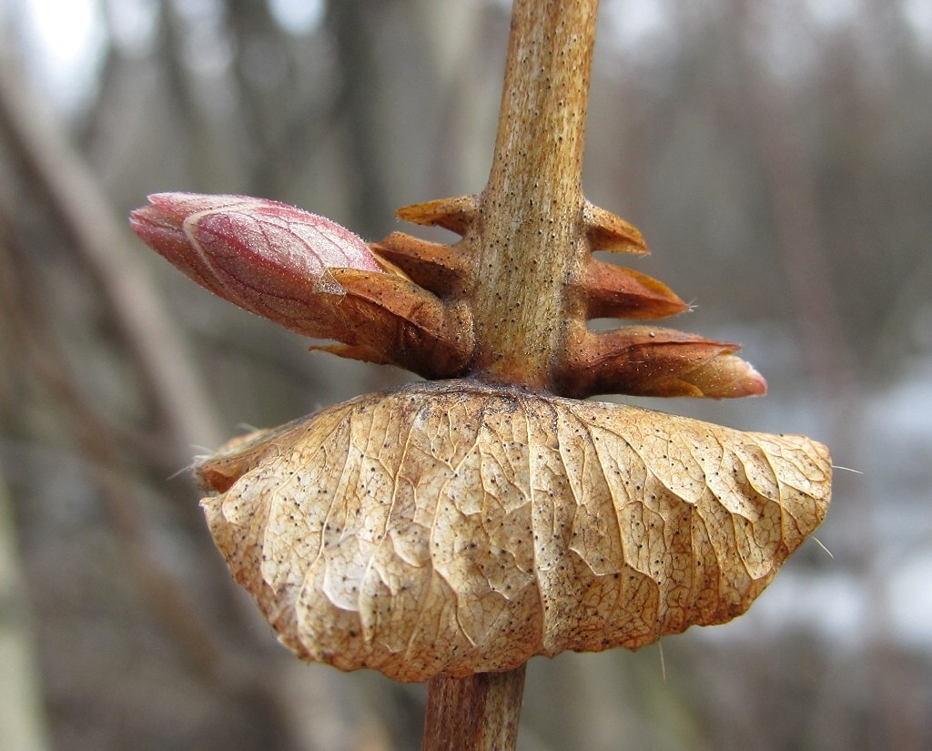 Image of Lonicera pallasii specimen.