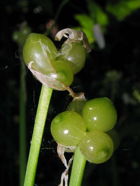 Изображение особи Allium paradoxum.