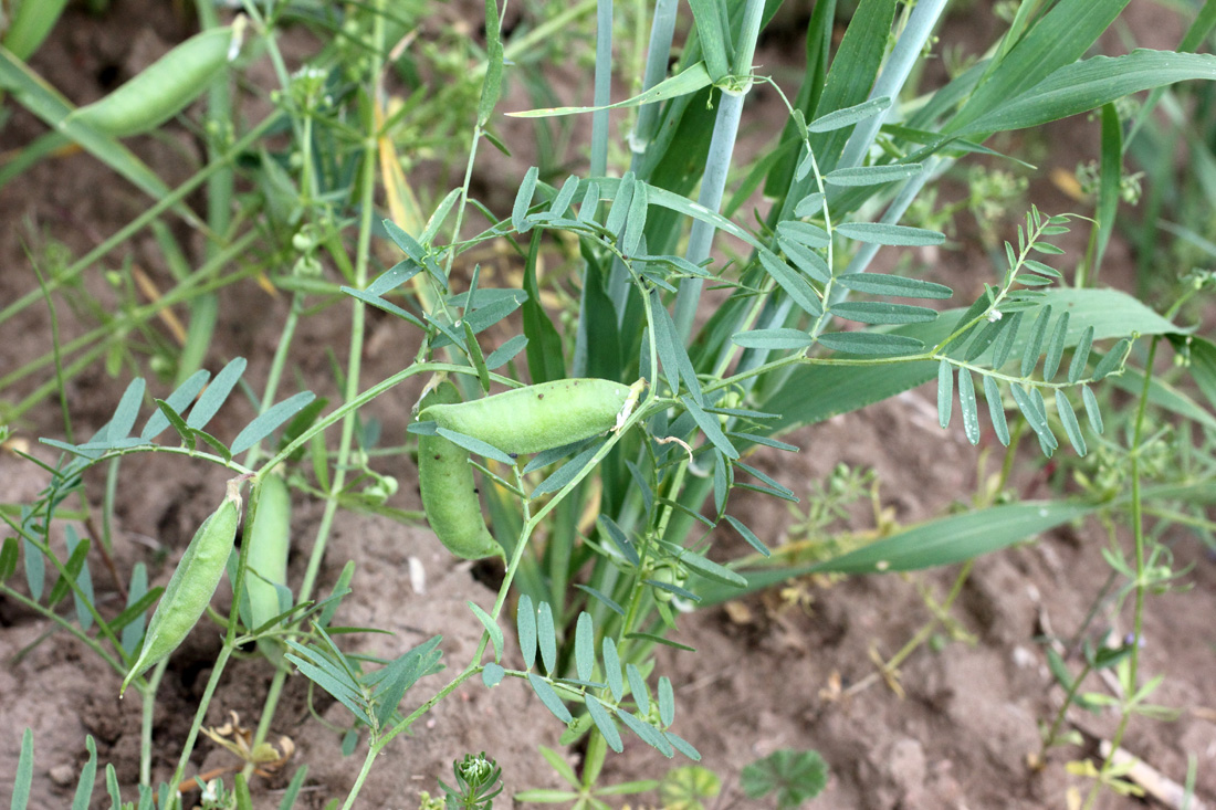 Image of Vicia michauxii specimen.