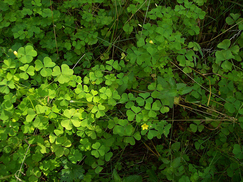 Изображение особи Oxalis stricta.