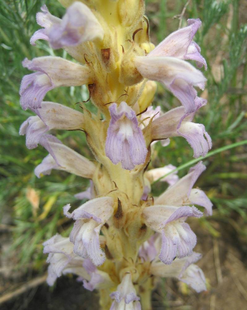 Image of Phelipanche arenaria specimen.