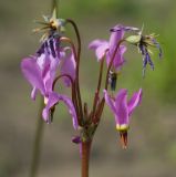 Dodecatheon meadia. Соцветие с цветками на разных стадиях развития. Мурманск, в культуре. 11.07.2012.