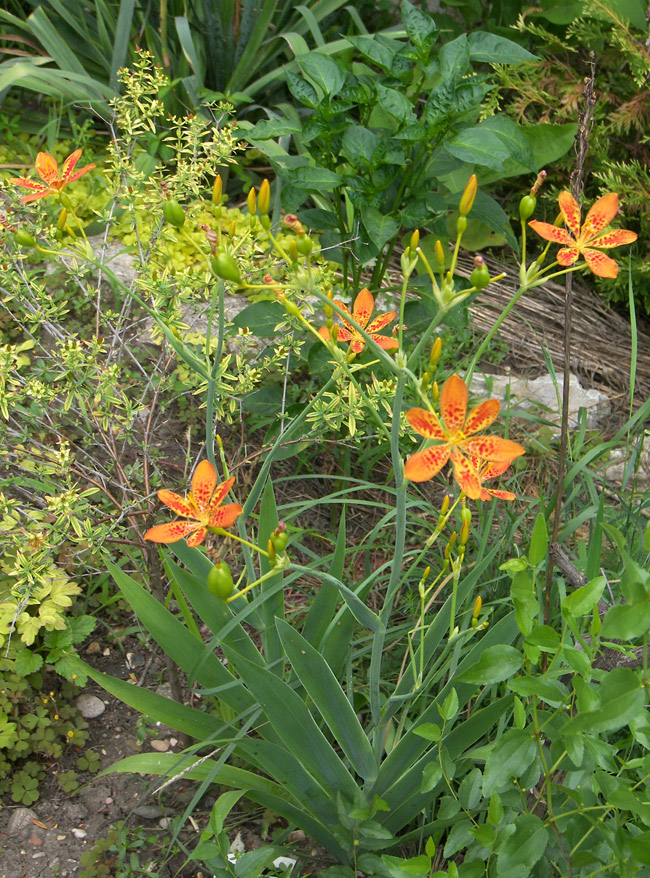 Изображение особи Belamcanda chinensis.