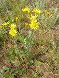 Senecio jacobaea