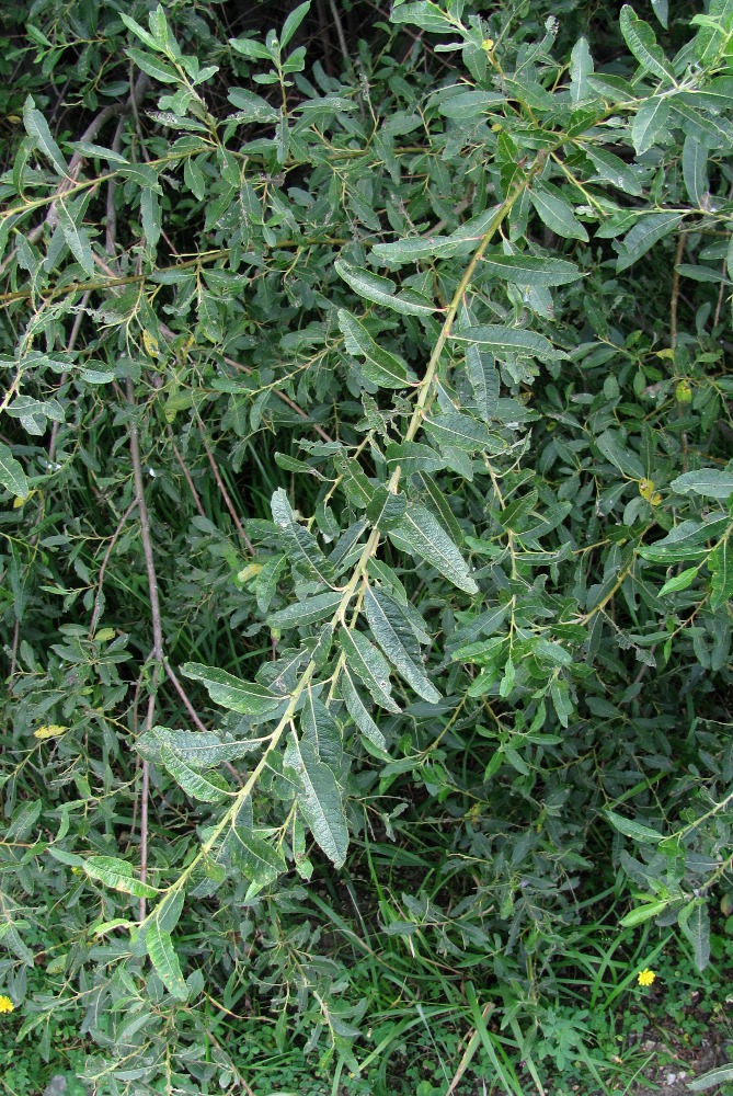 Image of genus Salix specimen.