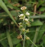 Reseda glauca. Верзушка цветущего и плодоносящего растения. Испания, автономия Арагон, провинция Уэска, горный массив Пиренеи, долина Бухаруэло (Valle de Bujaruelo), каменистый плёс реки Ара. 20 августа 2012 г.