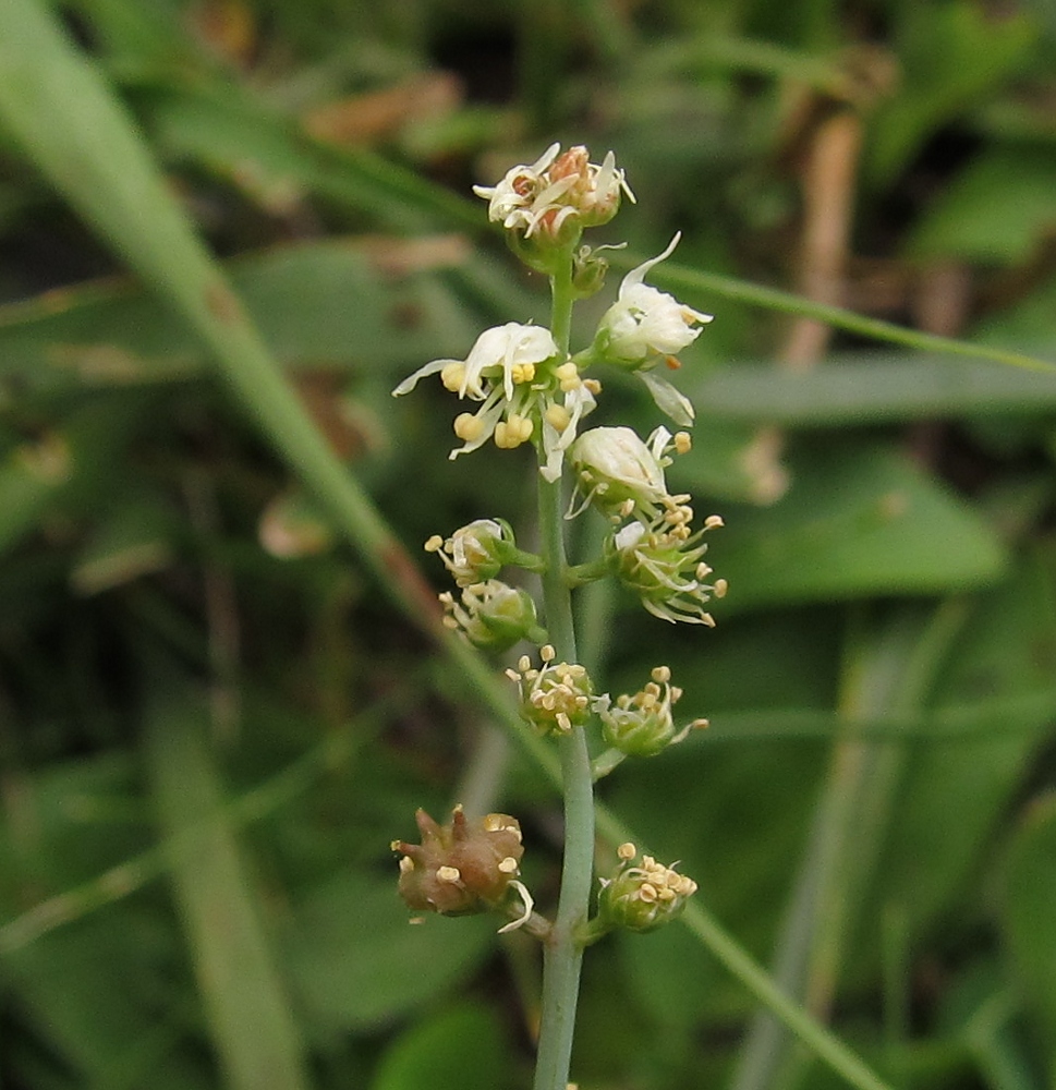 Изображение особи Reseda glauca.