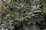 Salix helvetica. Побеги с почками и листьями. Германия, г. Krefeld, ботанический сад. 31.07.2012.