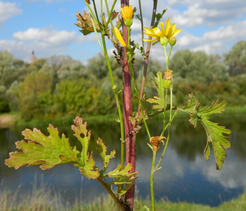 Image of Senecio jacobaea specimen.