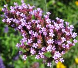 Verbena bonariensis. Соцветие. Австрия, Вена, парк Ратхаус. 10.09.2012.