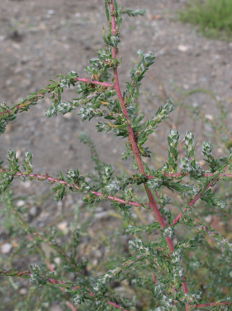 Image of Bassia scoparia specimen.