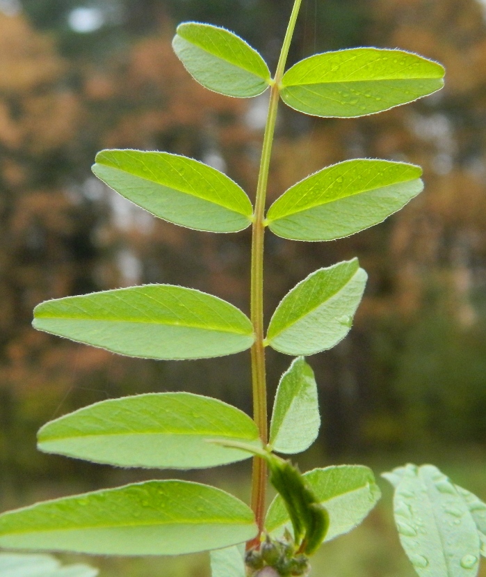 Image of Vicia sepium specimen.