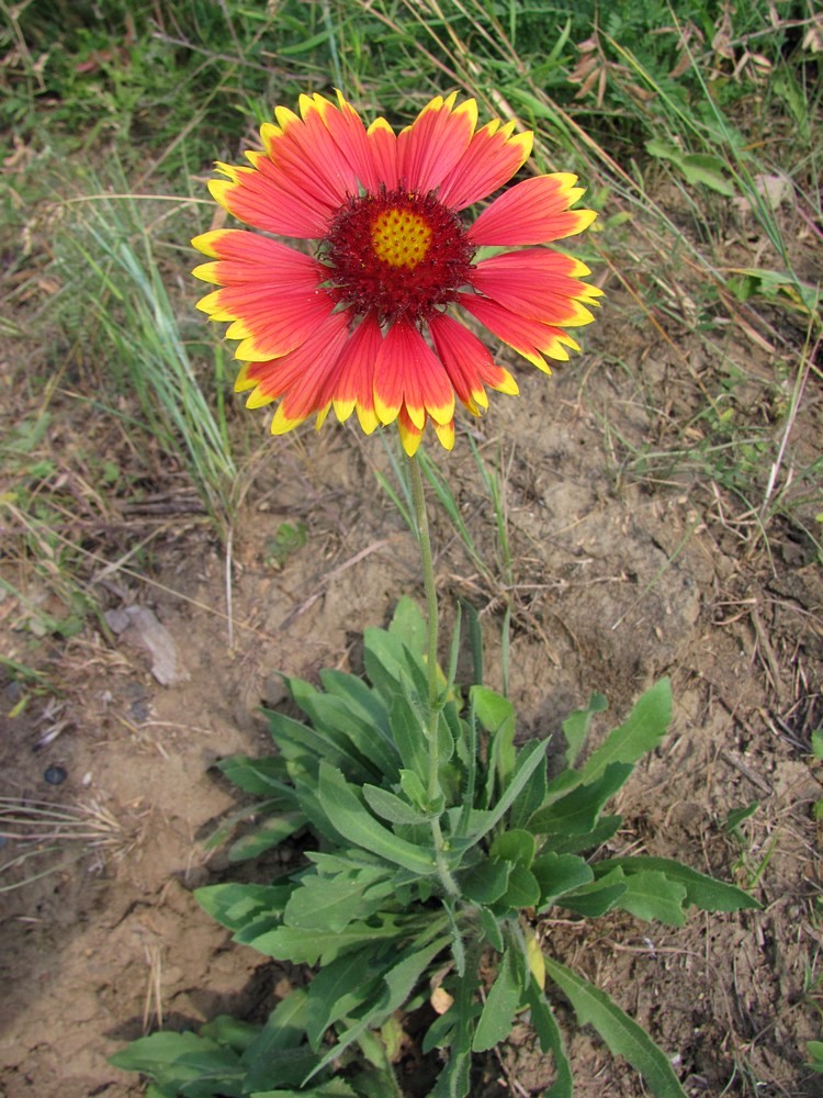 Image of Gaillardia × grandiflora specimen.