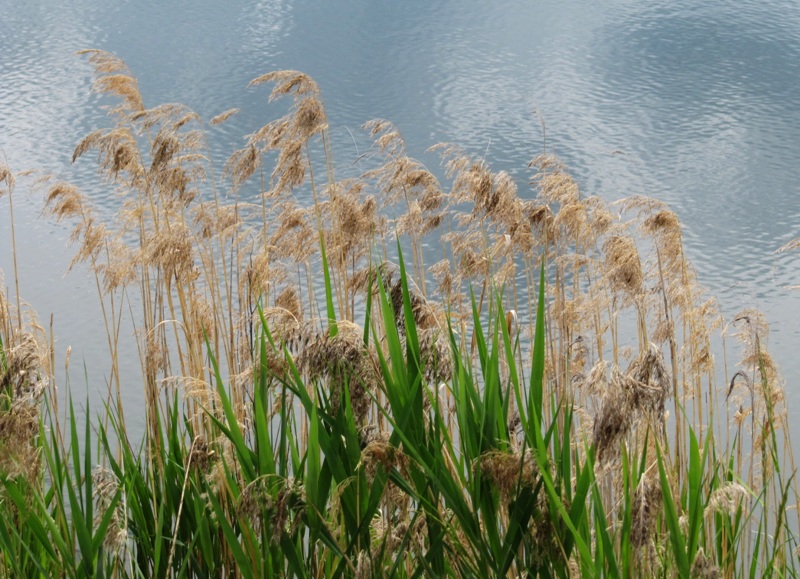 Изображение особи Phragmites australis.