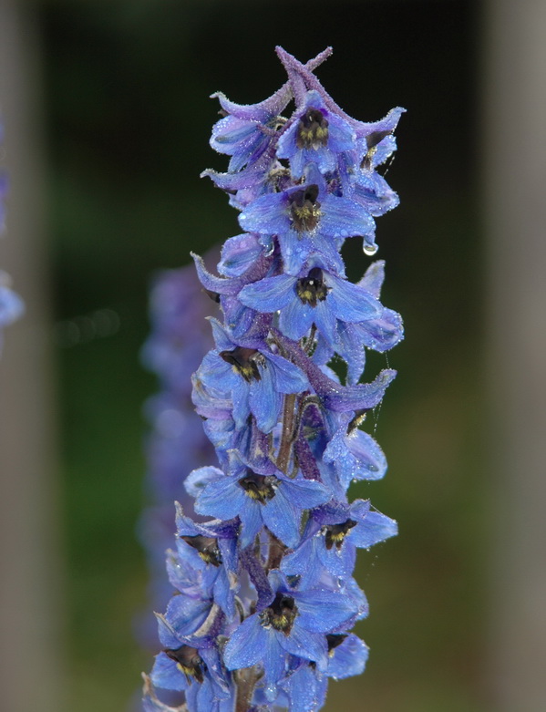 Изображение особи Delphinium elatum.