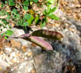 Cytisus sessilifolius