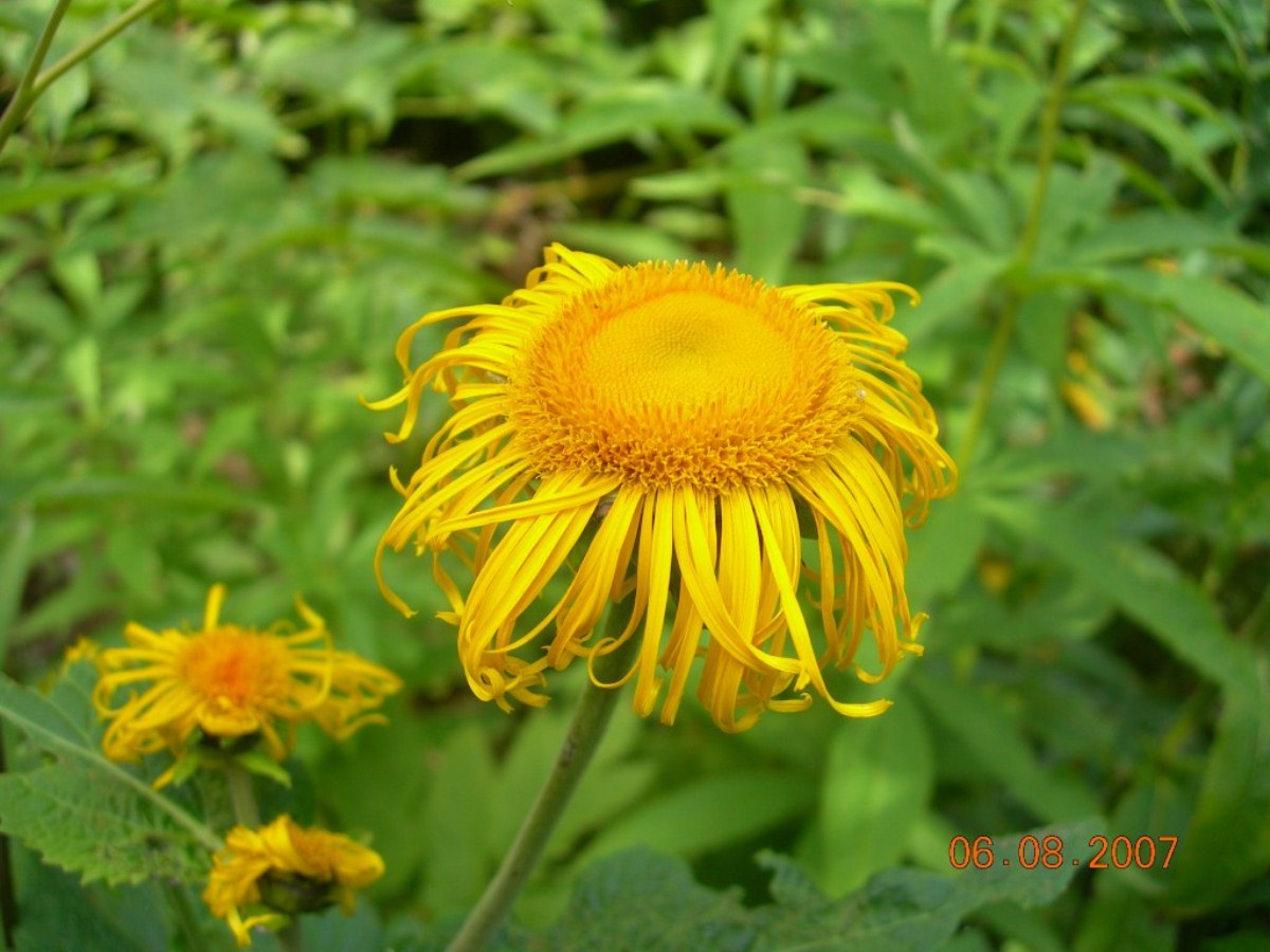 Image of Telekia speciosa specimen.