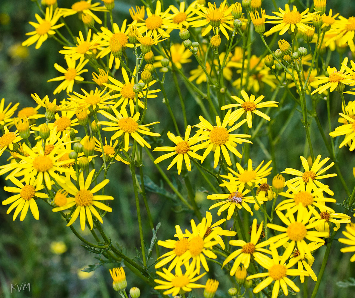 Изображение особи Senecio jacobaea.