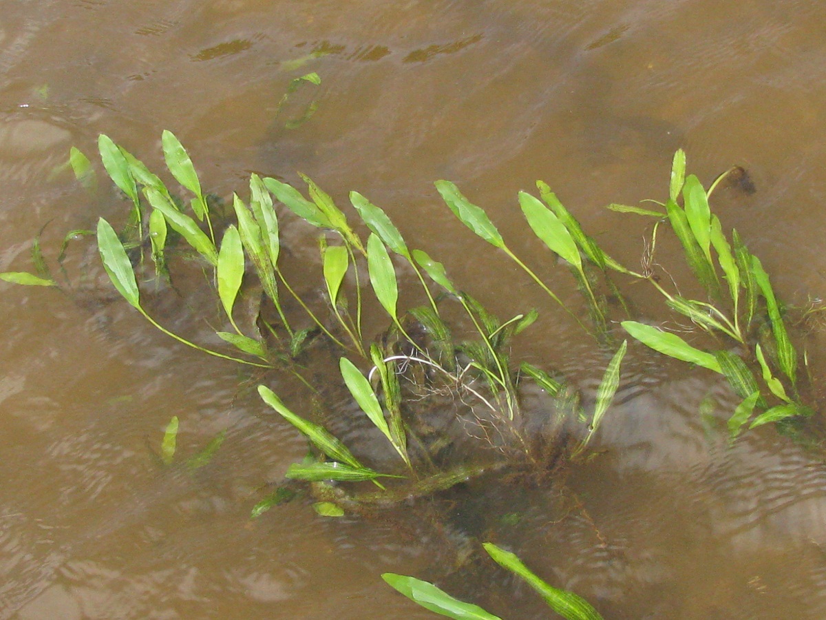 Image of Potamogeton nodosus specimen.