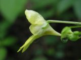 Impatiens parviflora