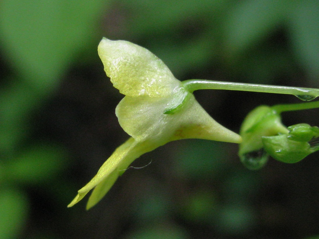 Image of Impatiens parviflora specimen.