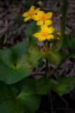 Caltha palustris