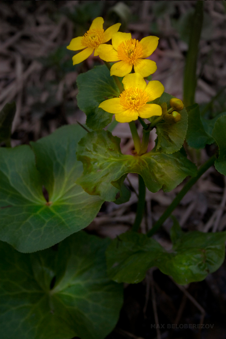 Image of Caltha palustris specimen.