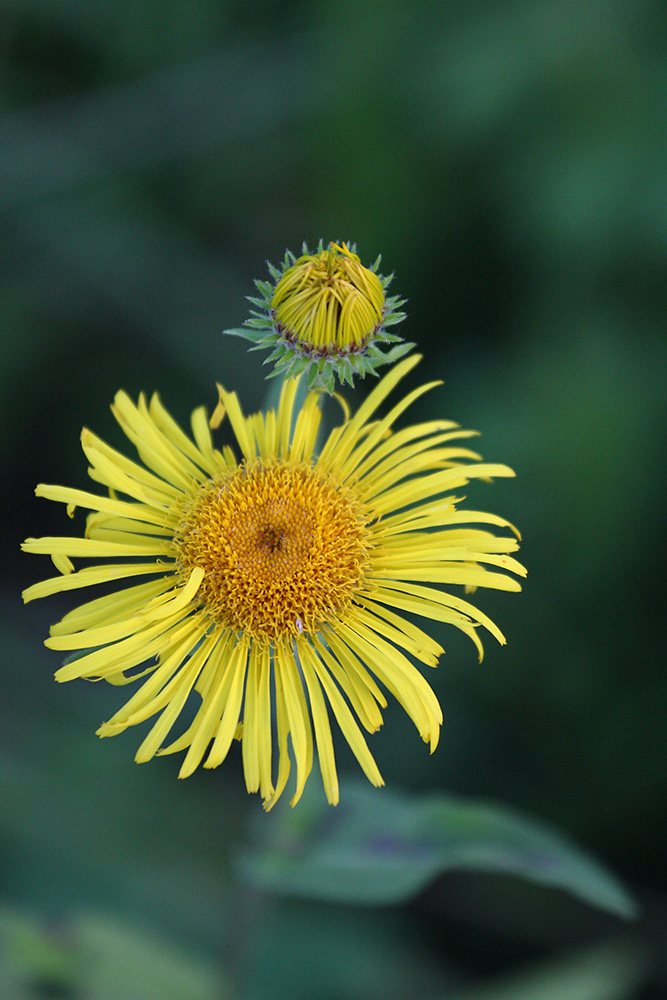 Изображение особи Inula britannica.