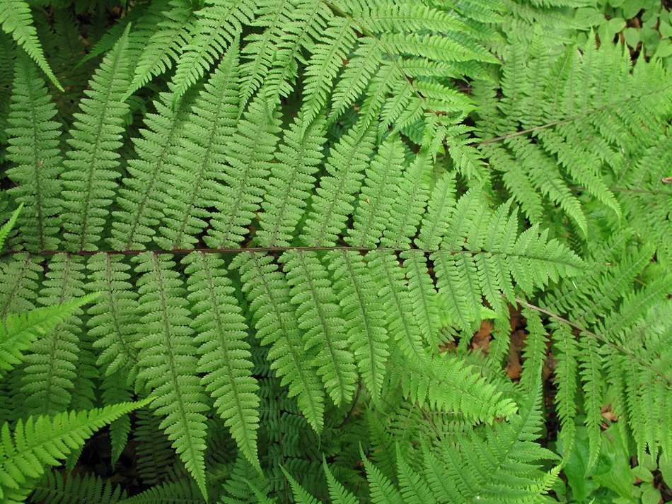 Image of Athyrium sinense specimen.