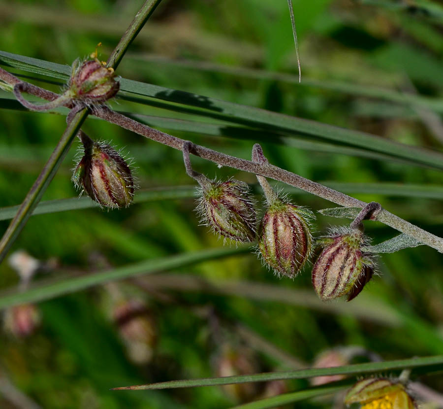 Image of Helianthemum vesicarium specimen.