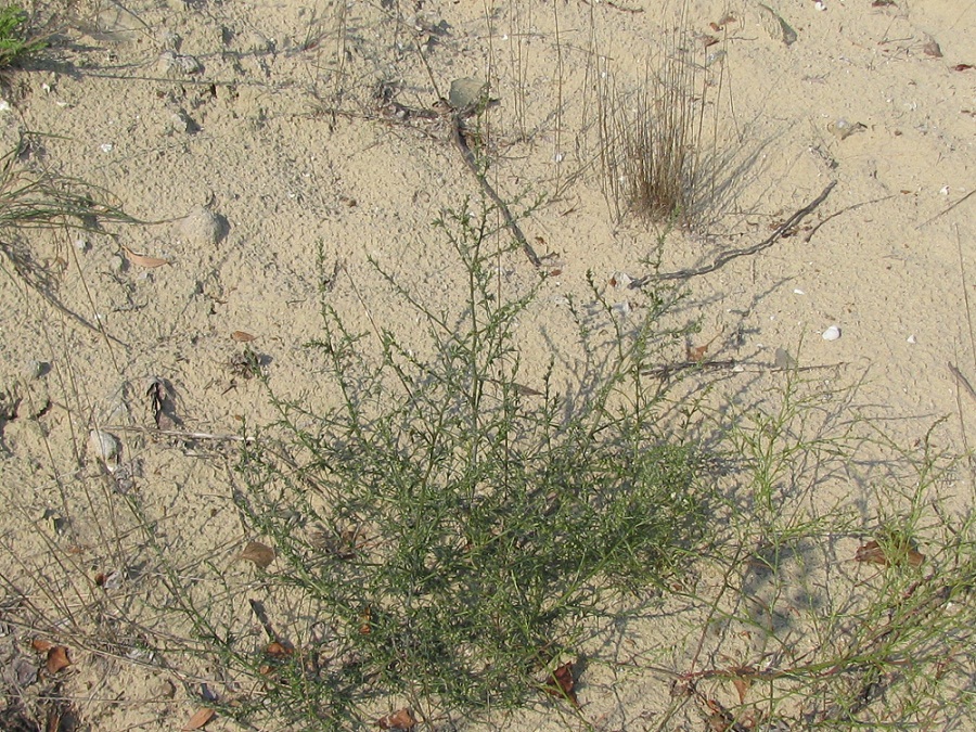Изображение особи Salsola tragus.