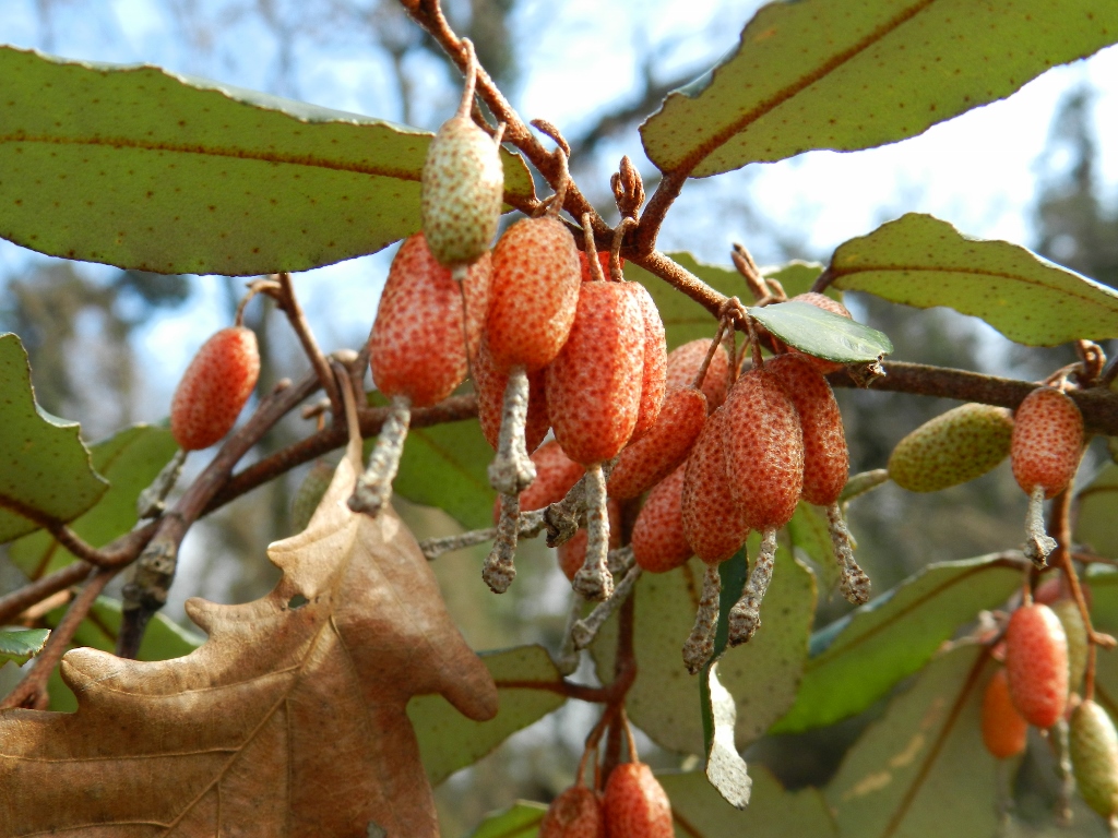 Image of Elaeagnus pungens specimen.