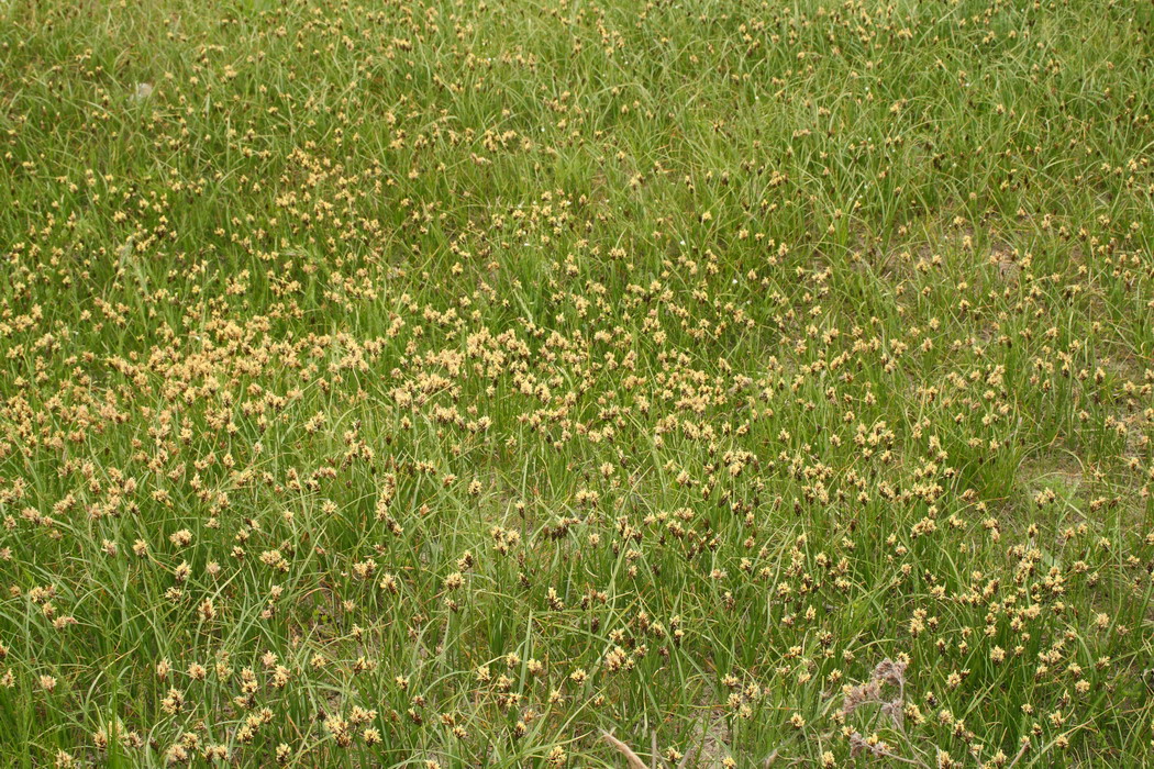 Image of Carex stenophylla specimen.