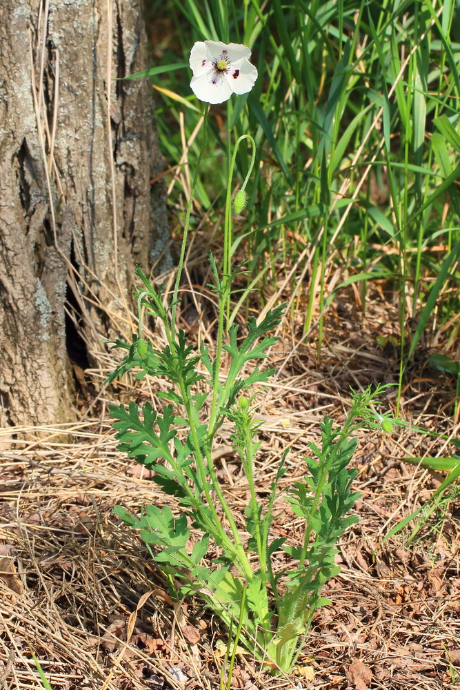 Image of Papaver albiflorum specimen.