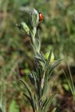 Helianthemum lasiocarpum