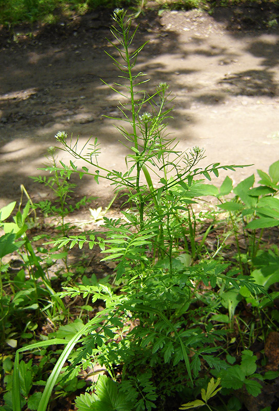 Image of Cardamine impatiens specimen.