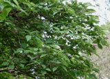 Hydrangea arborescens