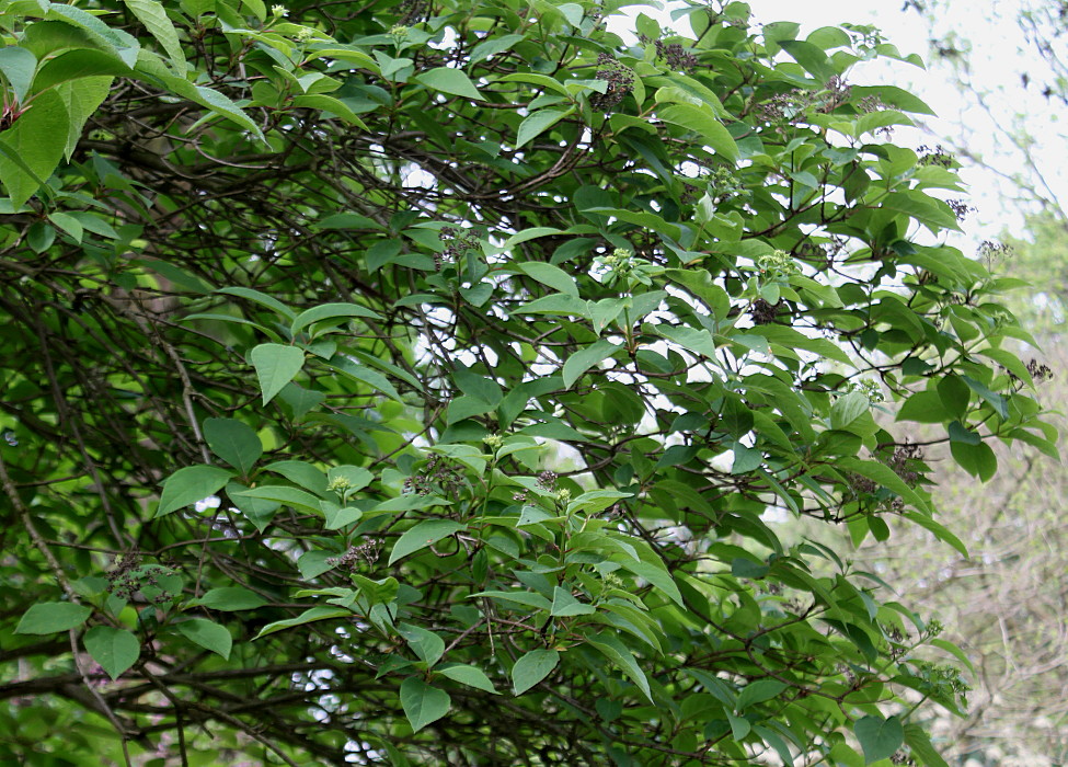 Image of Hydrangea arborescens specimen.