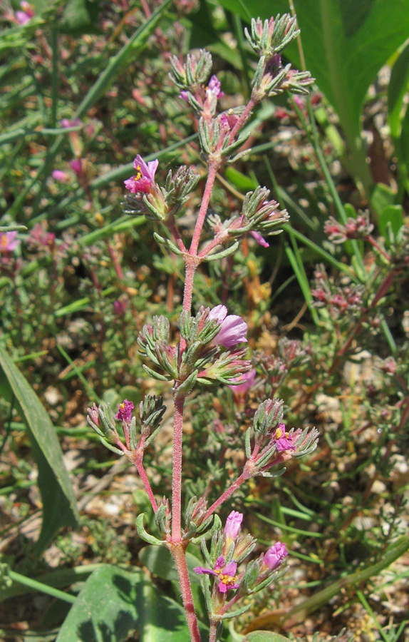 Image of Frankenia hirsuta specimen.