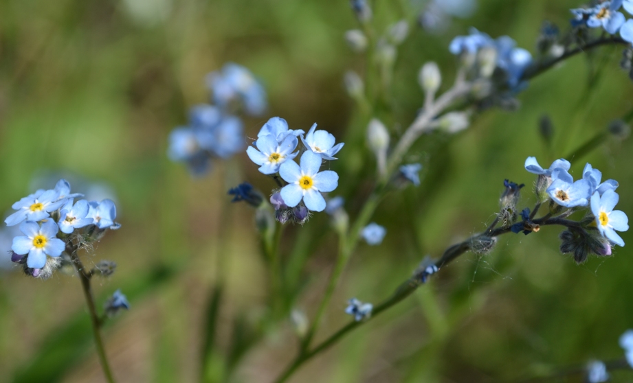 Изображение особи Myosotis popovii.