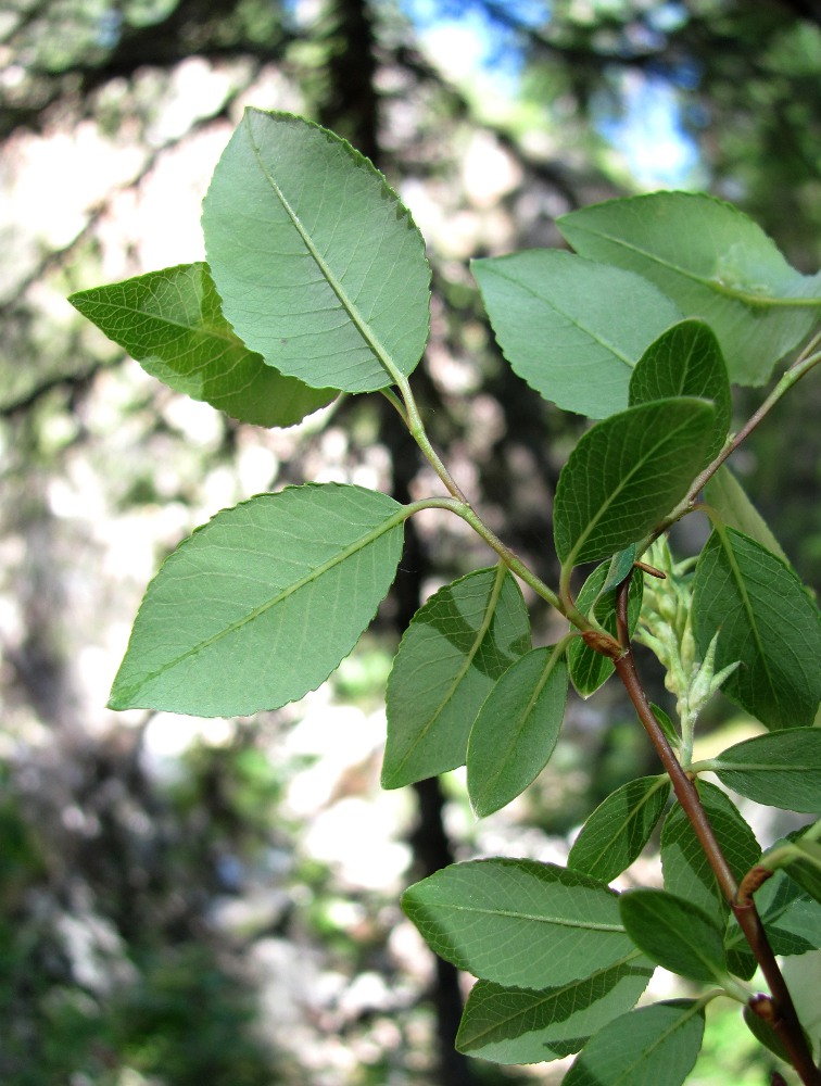 Изображение особи Salix arbuscula.