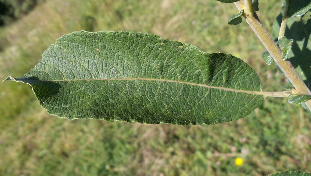 Image of Salix cinerea specimen.