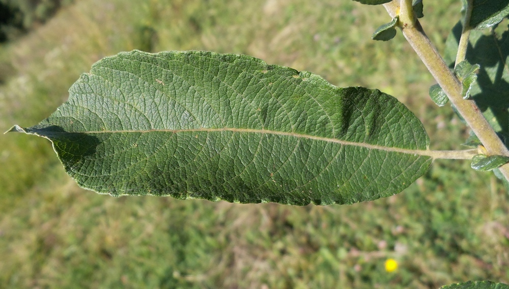 Изображение особи Salix cinerea.