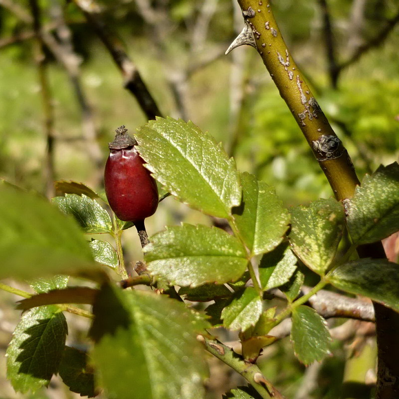 Image of Rosa canina specimen.