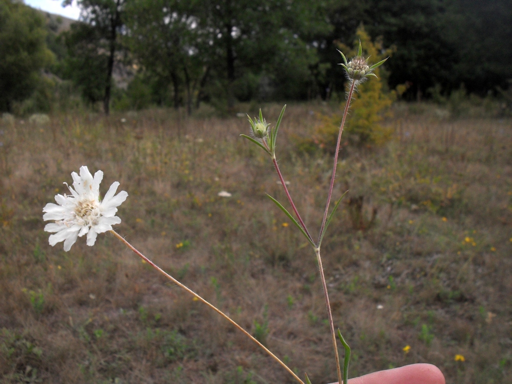 Image of Lomelosia argentea specimen.