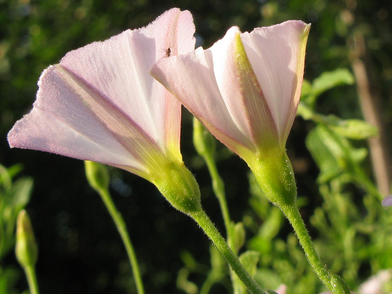 Изображение особи Convolvulus arvensis.