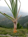 genus Asphodeline